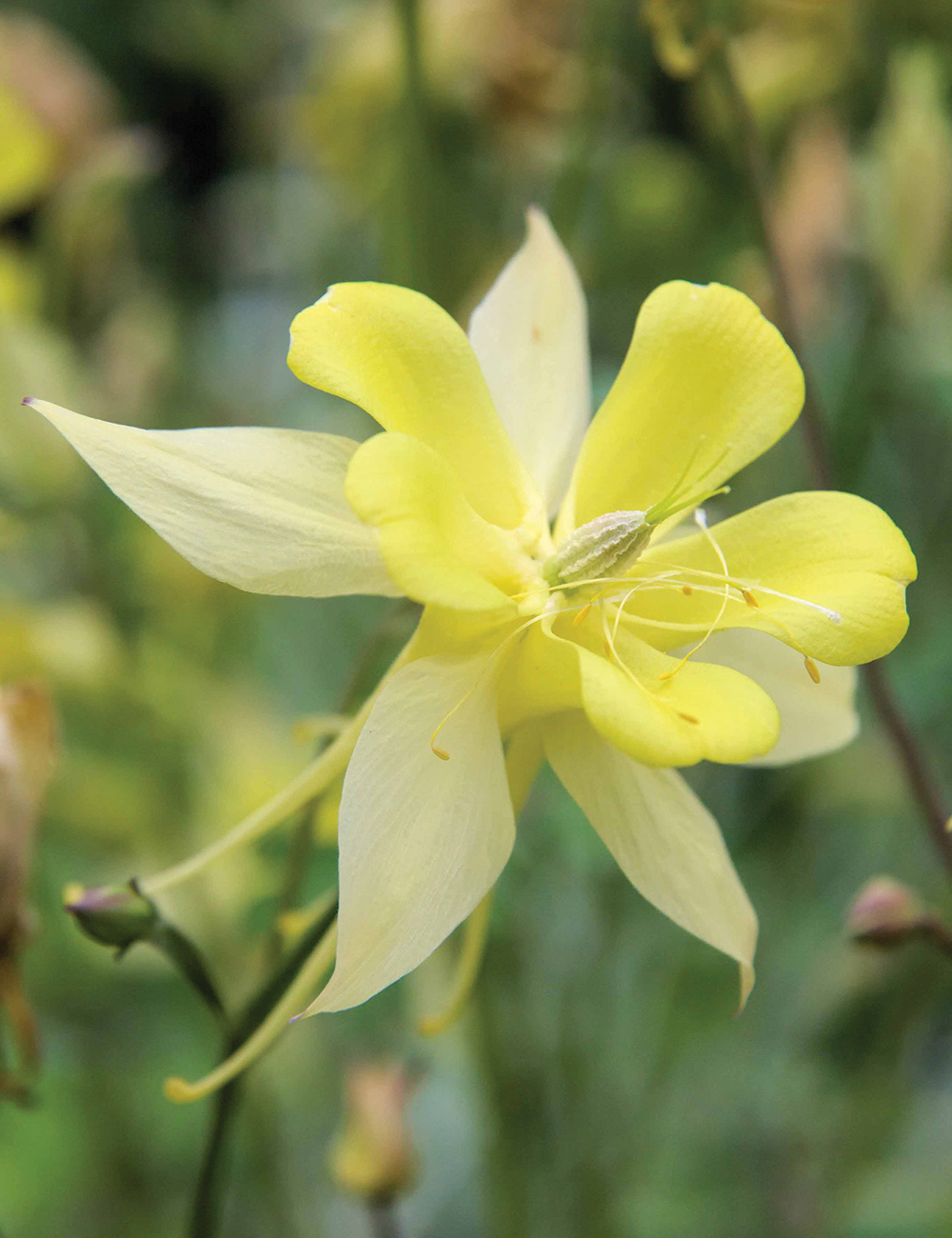 Aquilegia 'Denver Gold'