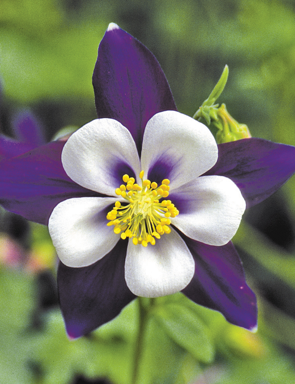 Aquilegia Swan Series 'Colorado'