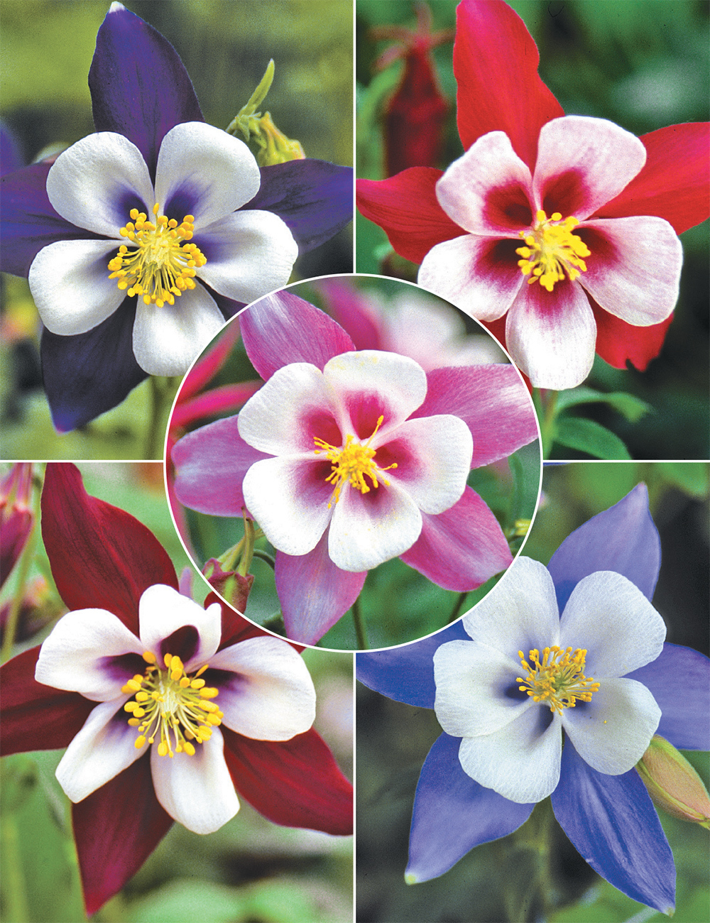 Aquilegia Swan Series (reduced) Collection