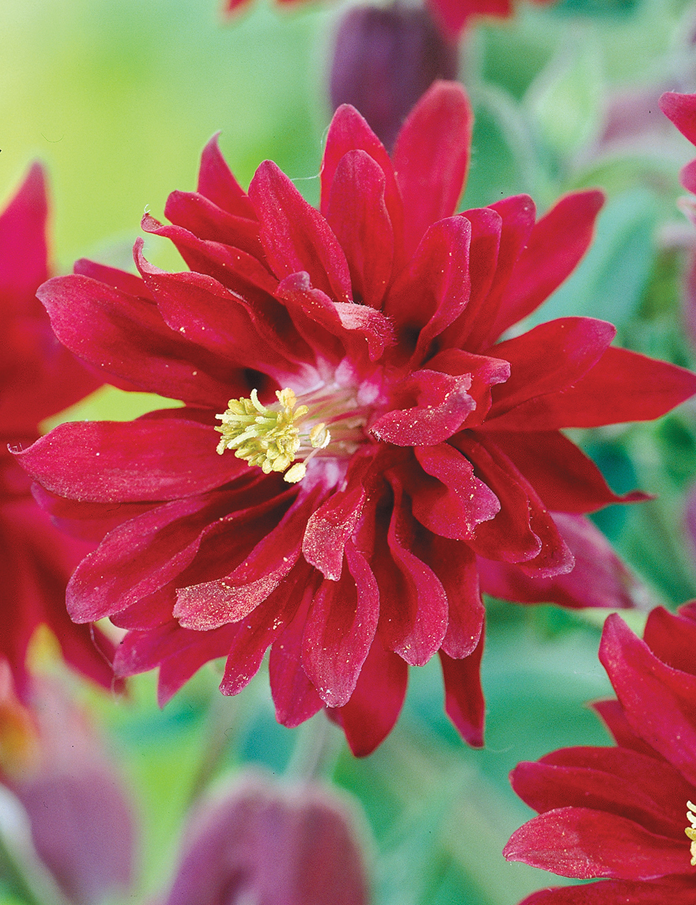 Aquilegia 'Double Rubies'