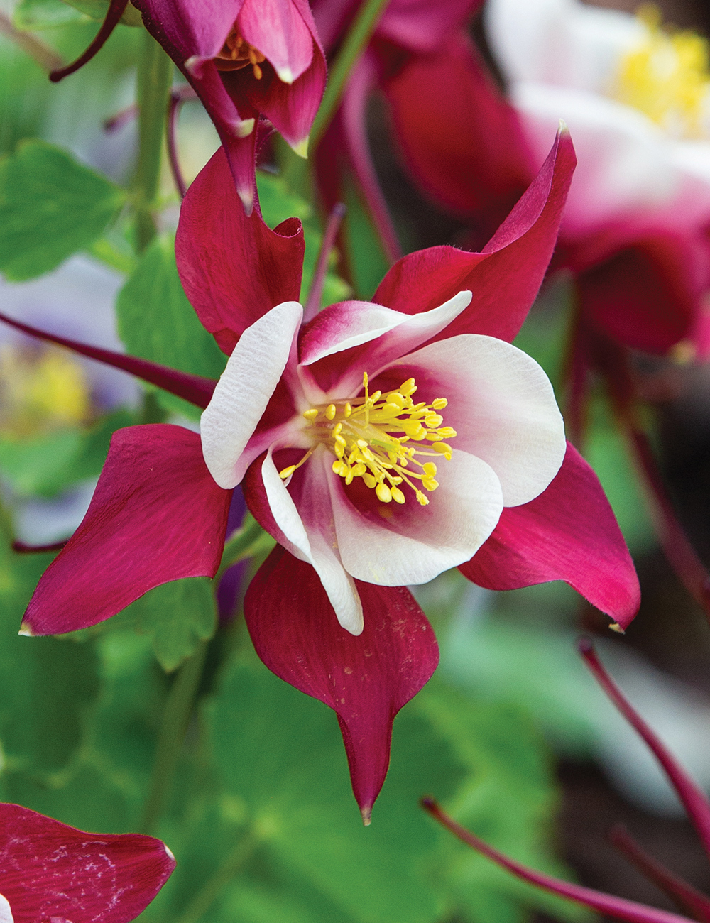 Aquilegia Swan Series 'Georgia'