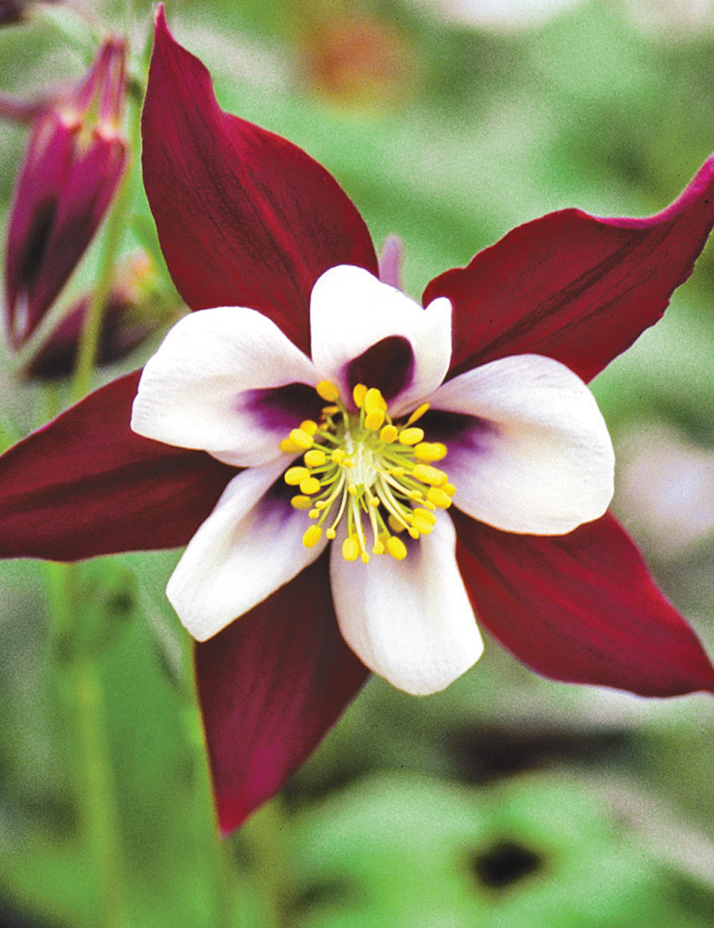 Aquilegia Swan Series 'Louisiana'