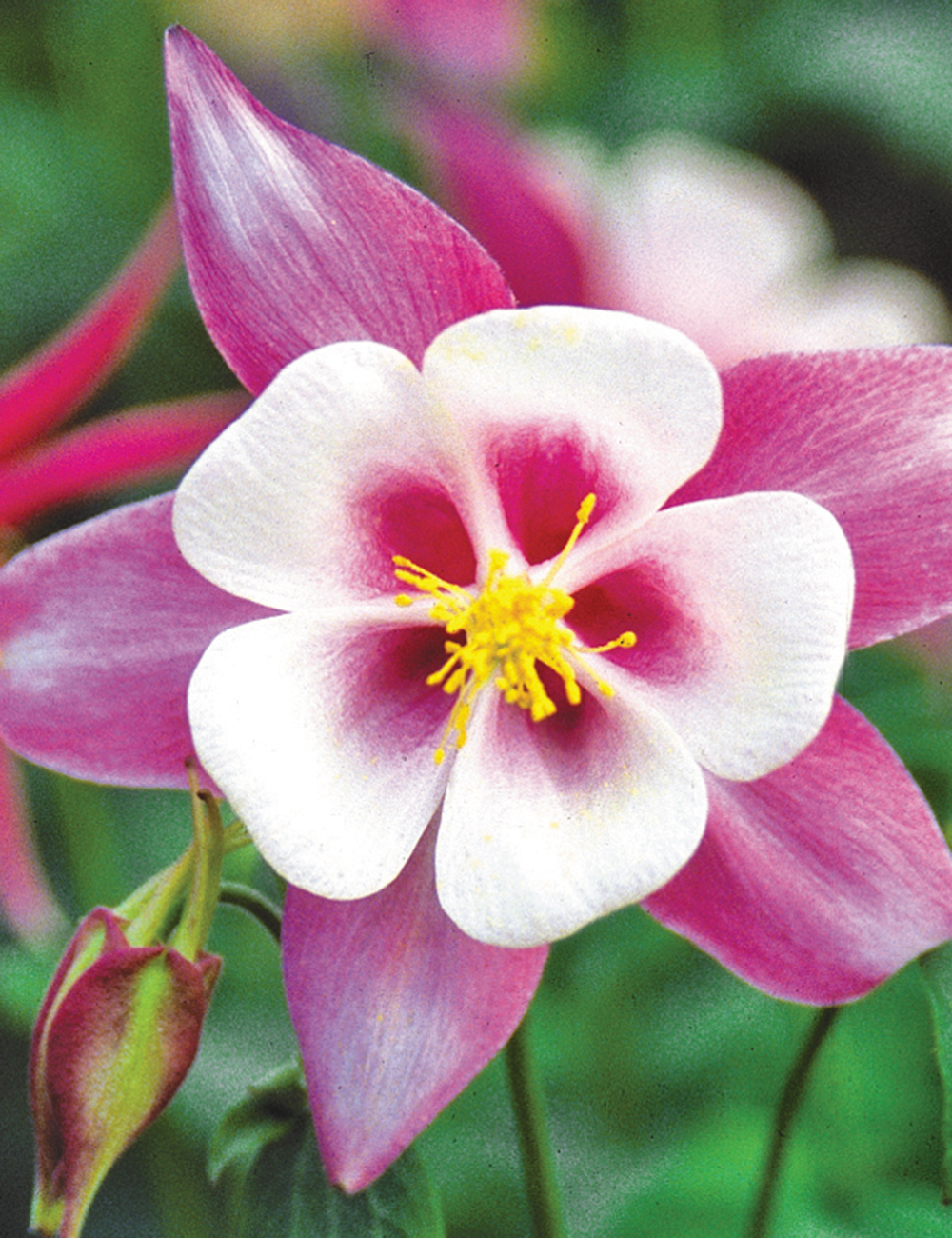 Aquilegia Swan Series 'Montana'