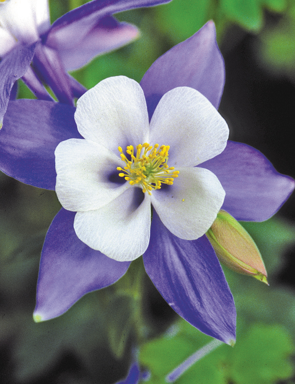 Aquilegia Swan Series 'Virginia'