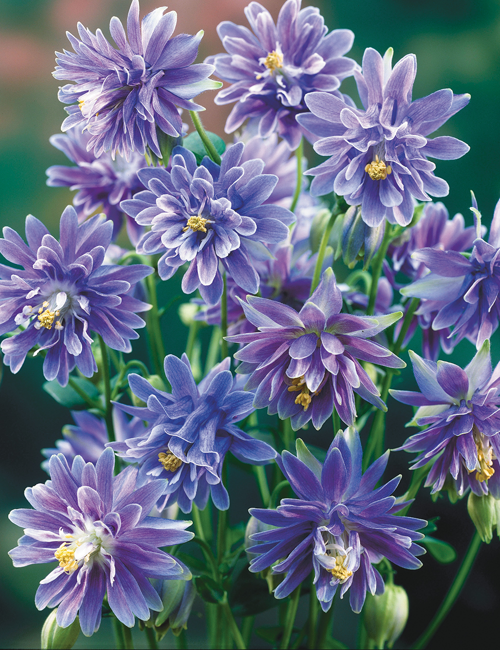 Clementine Aquilegia Blue