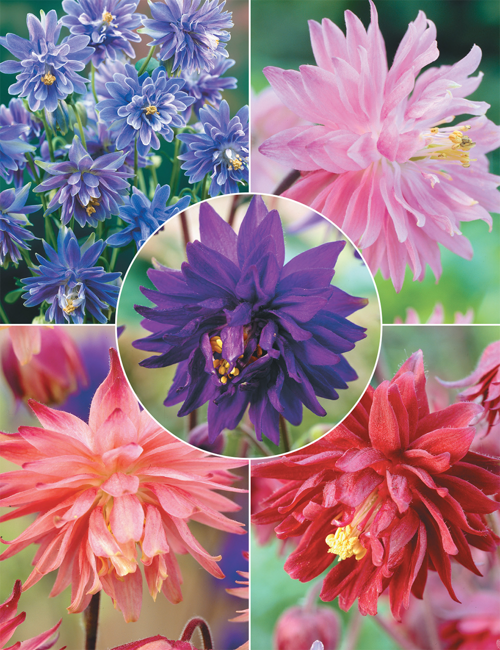 Clementine Aquilegia (reduced) Collection