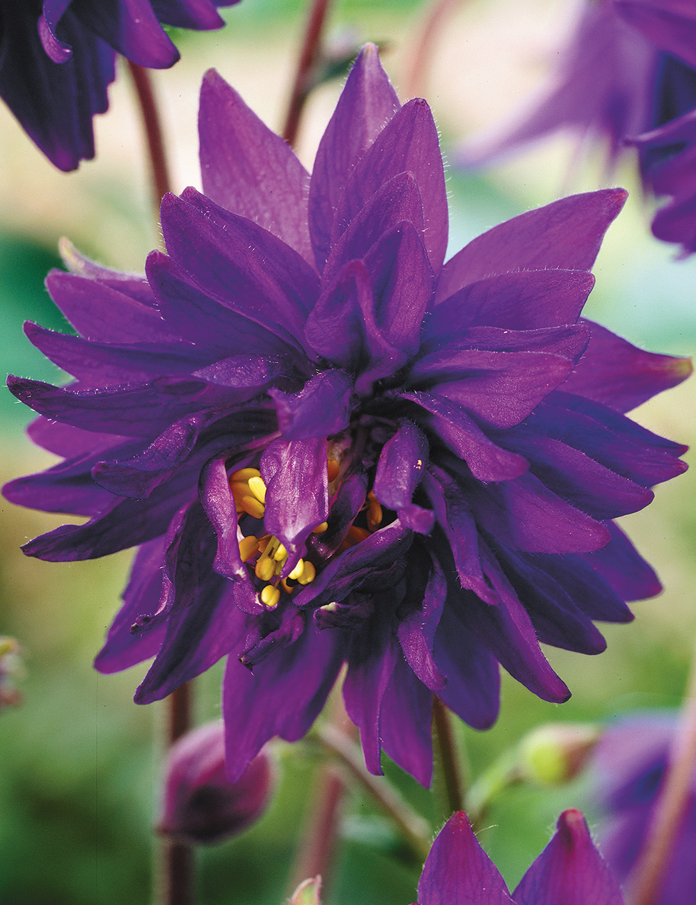 Clementine Aquilegia Dark Purple