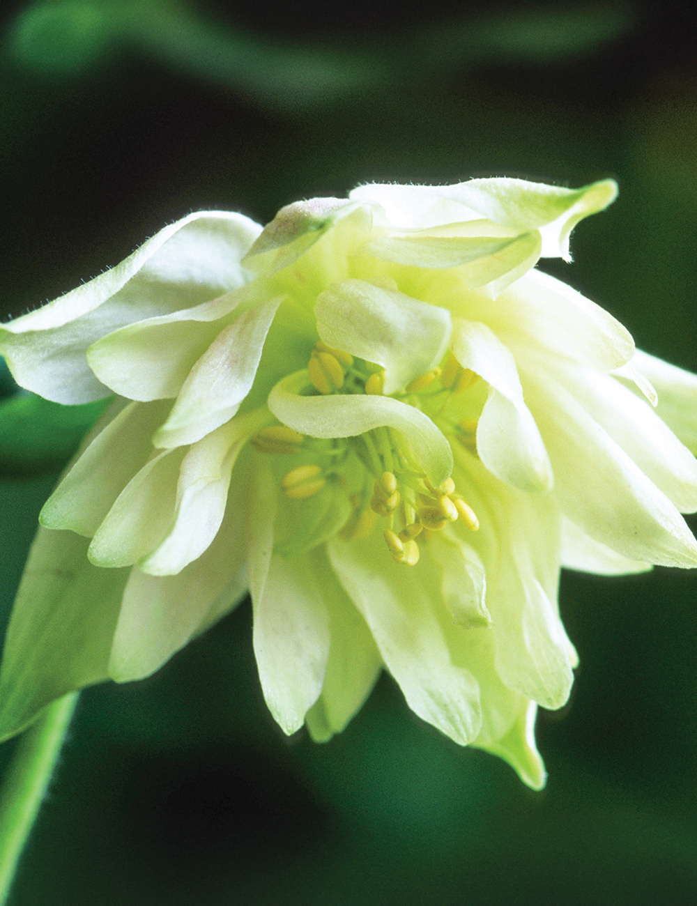 Aquilegia 'Green Apples'