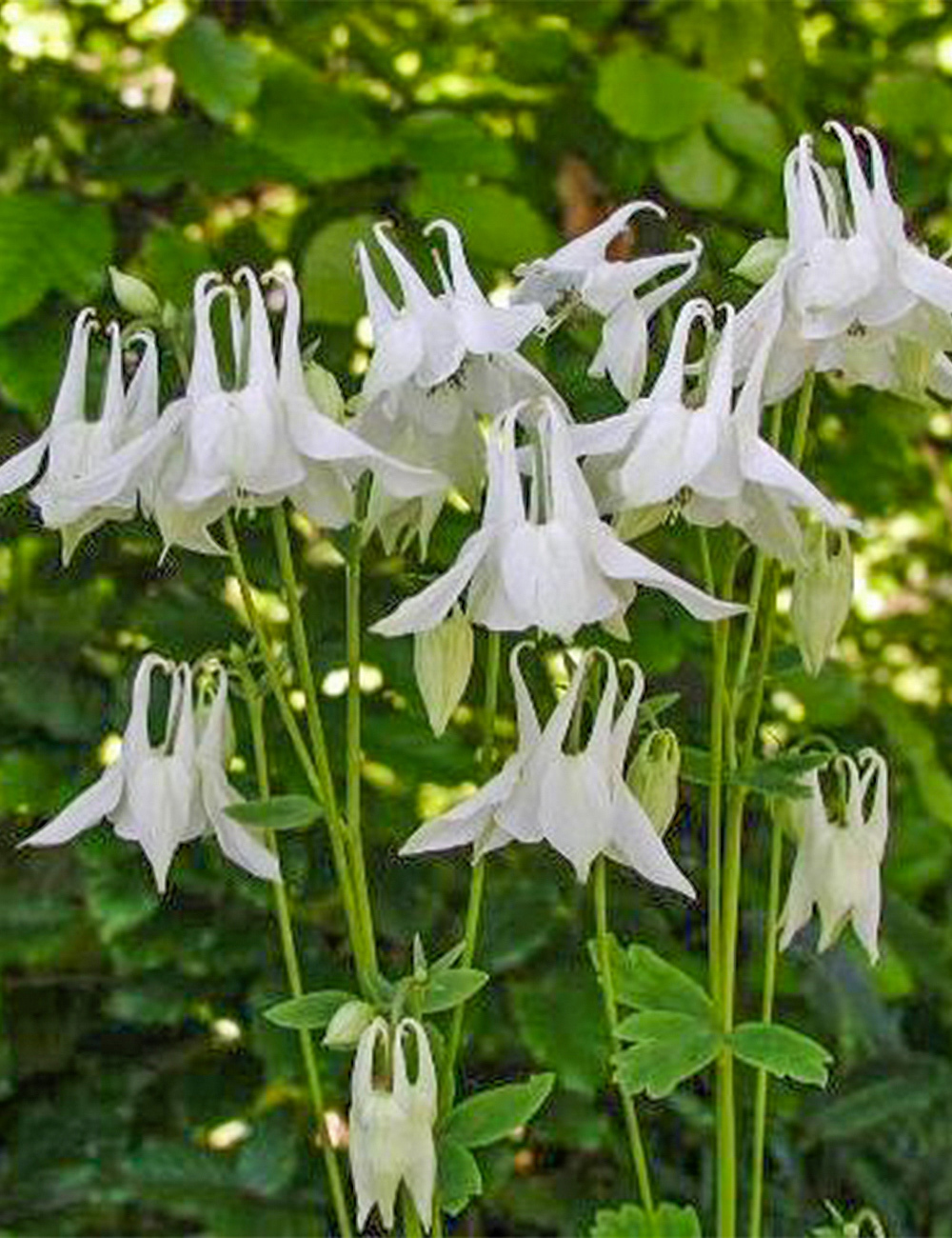 Aquilegia 'Munstead White'