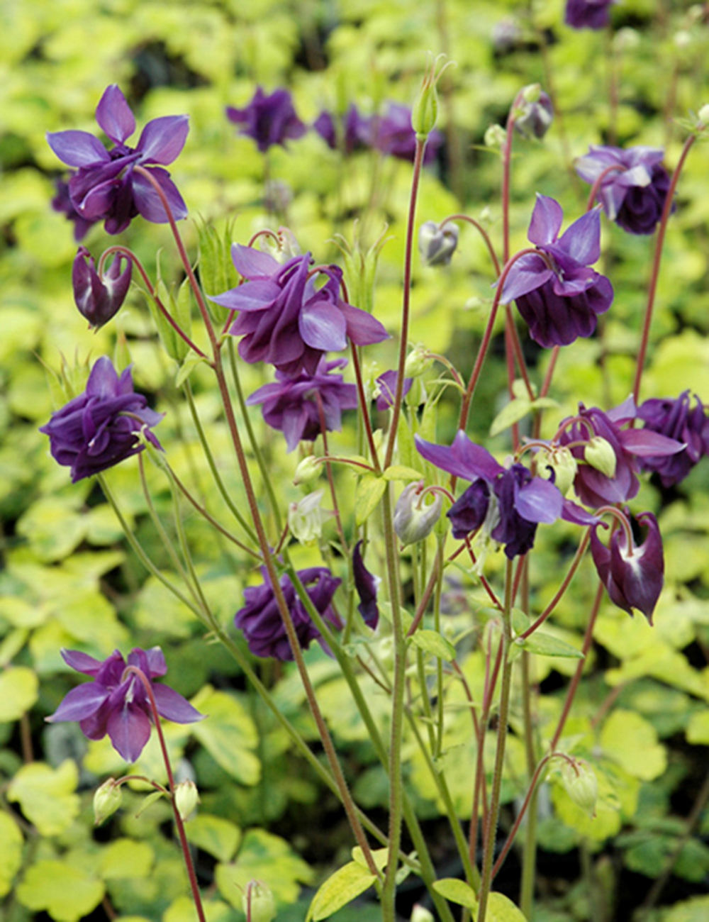 Aquilegia Leprechaun Gold