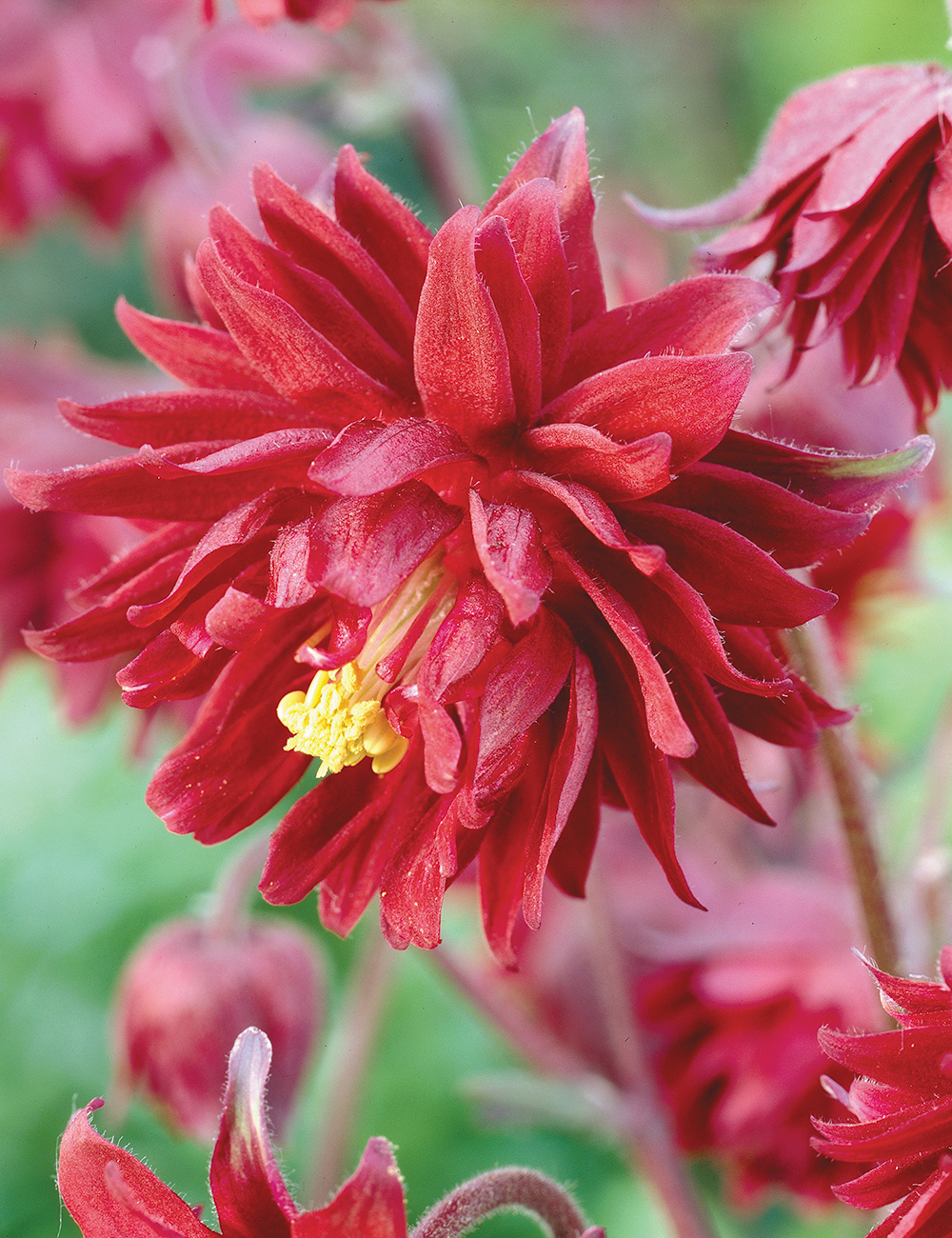 Clementine Aquilegia Red