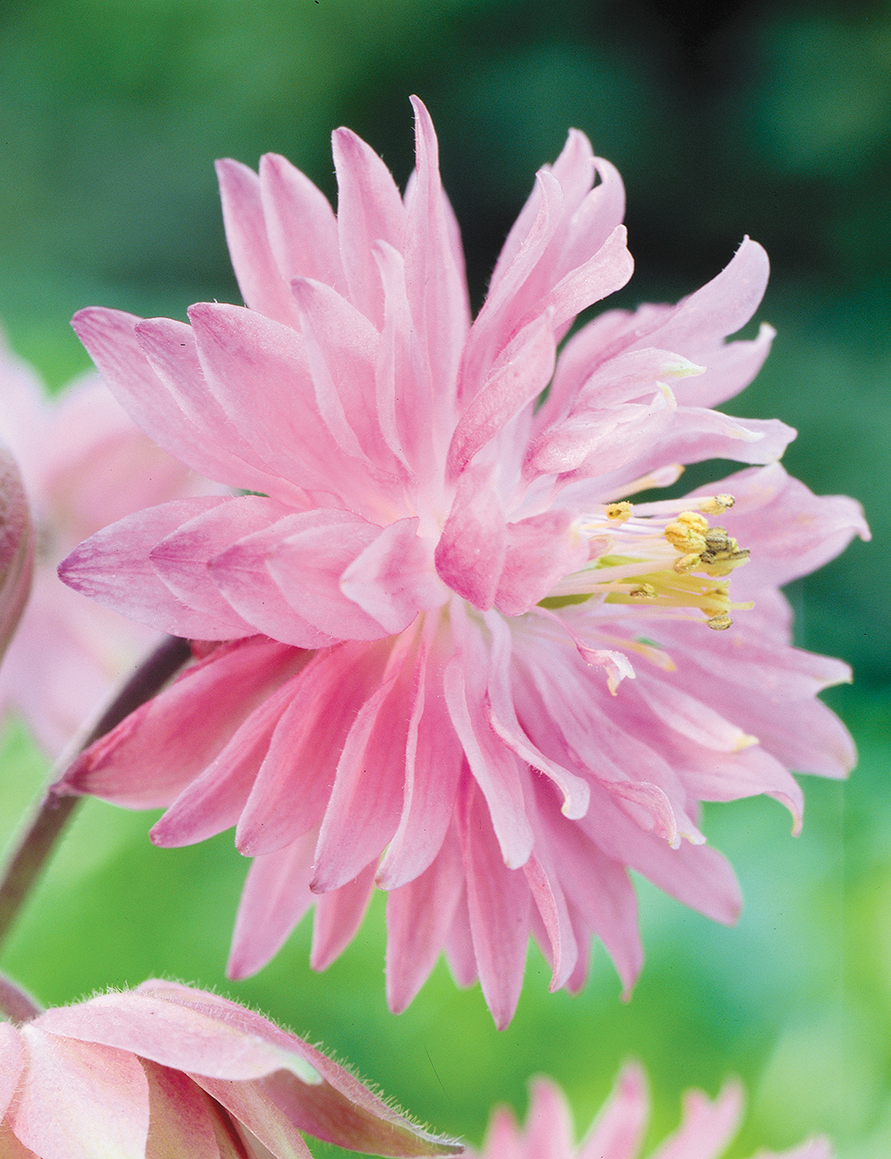 Aquilegia Clementine Rose