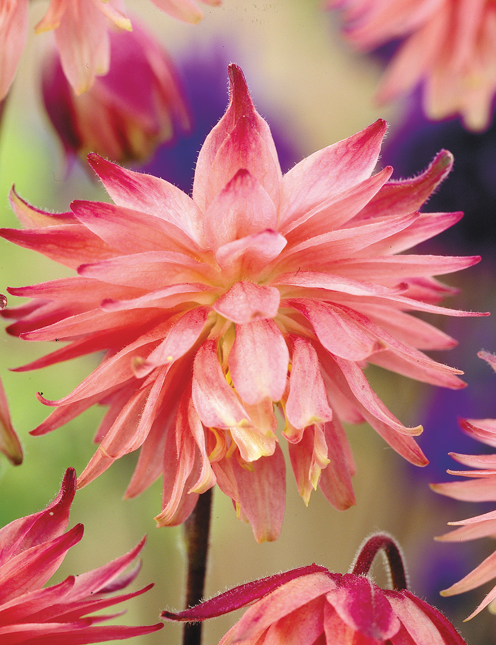 Clementine Aquilegia Salmon Rose