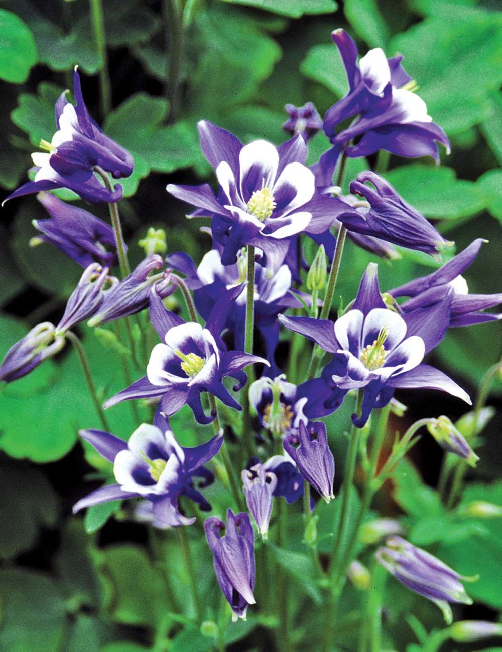 Aquilegia Winky Blue and White