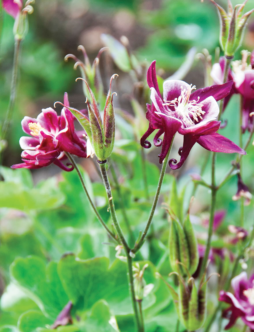 Aquilegia Winky Purple and White