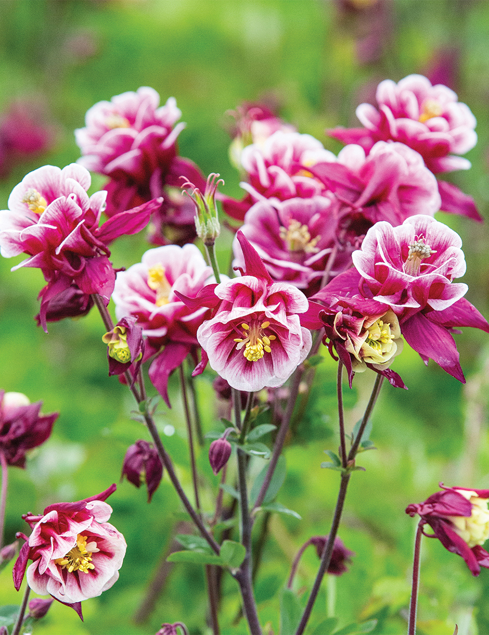 Aquilegia Winky 'Red and White'