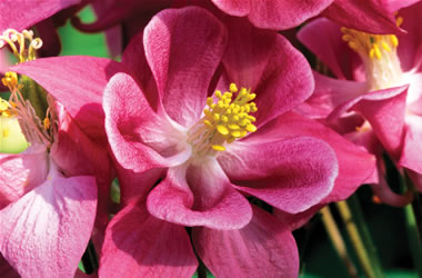 Aquilegia Winky Rose