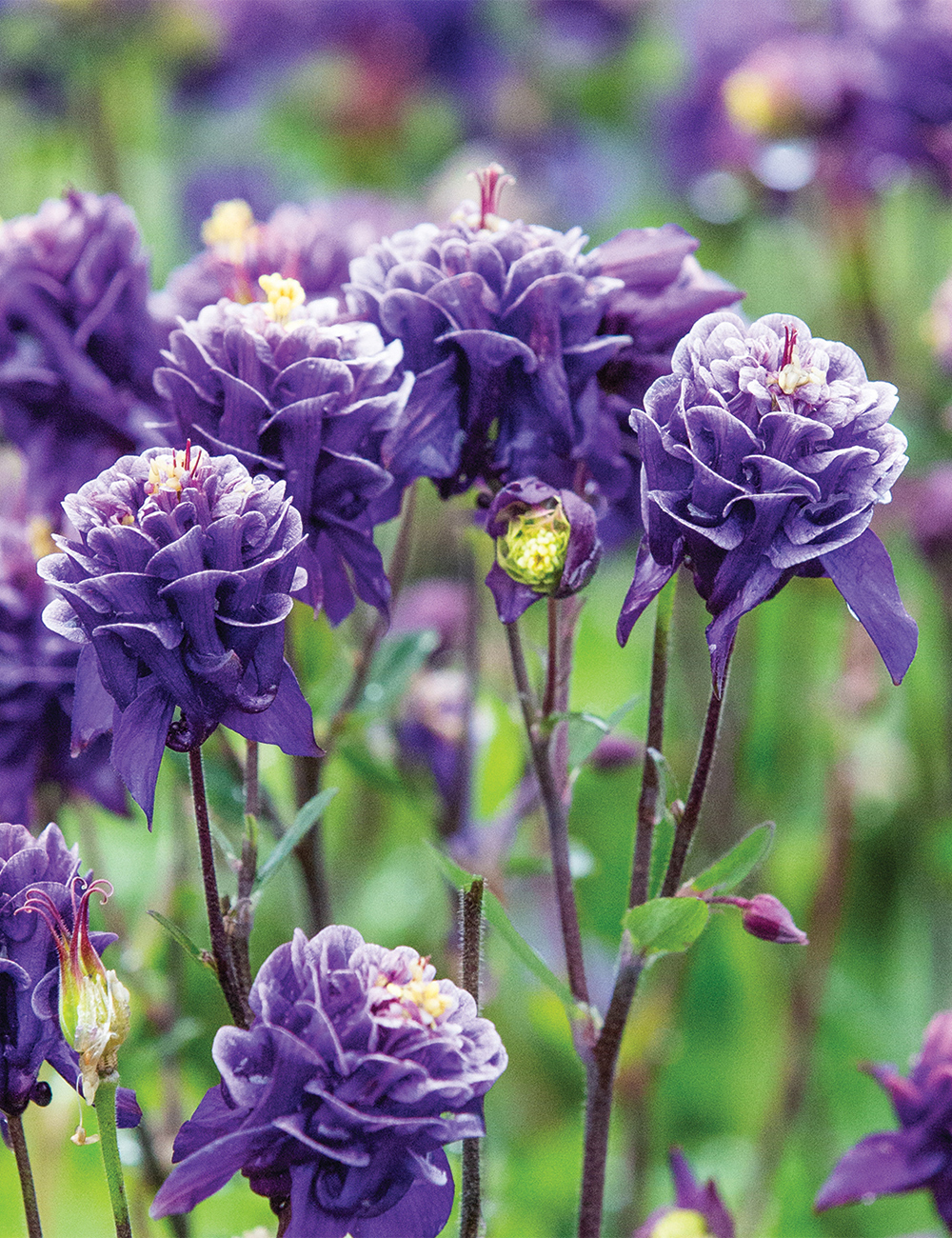 Aquilegia Winky 'Double Dark Blue and White'