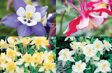 (35A) Aquilegia 'Origami Series' Collection