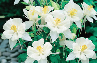Aquilegia 'Origami Series' White