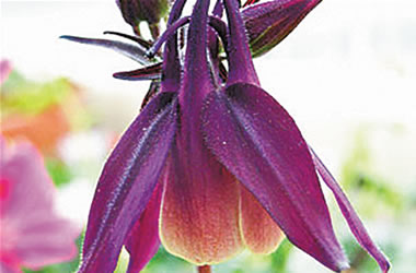 Rock's Columbine