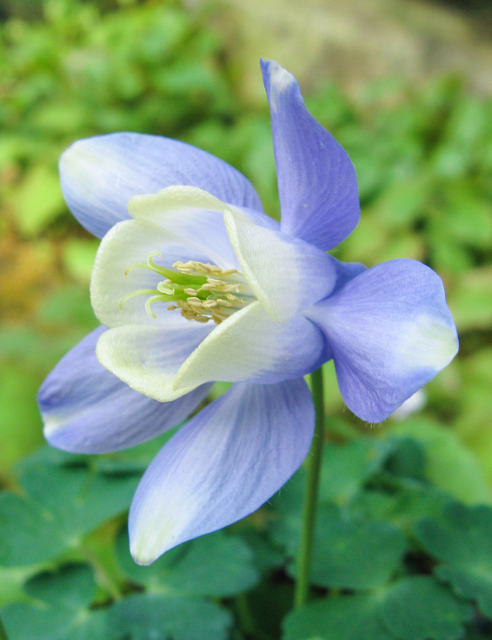 Aquilegia Dwarf Siberian Columbine