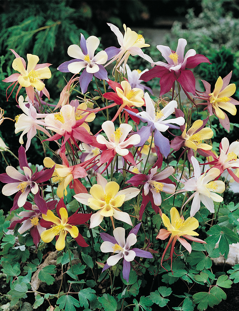 Aquilegia 'McKana Giants' Mixed