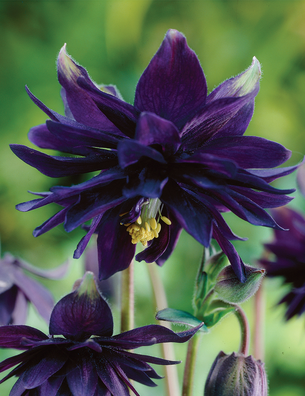 Aquilegia 'Black Barlow'