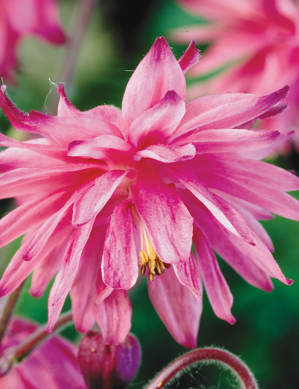 Aquilegia 'Rose Barlow'