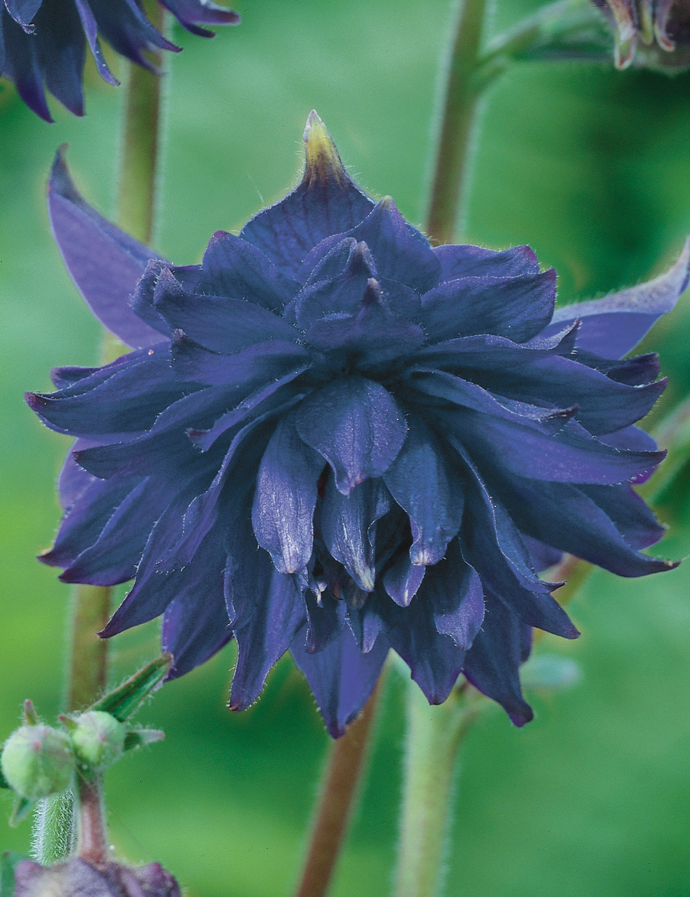 Aquilegia 'Blue Barlow'