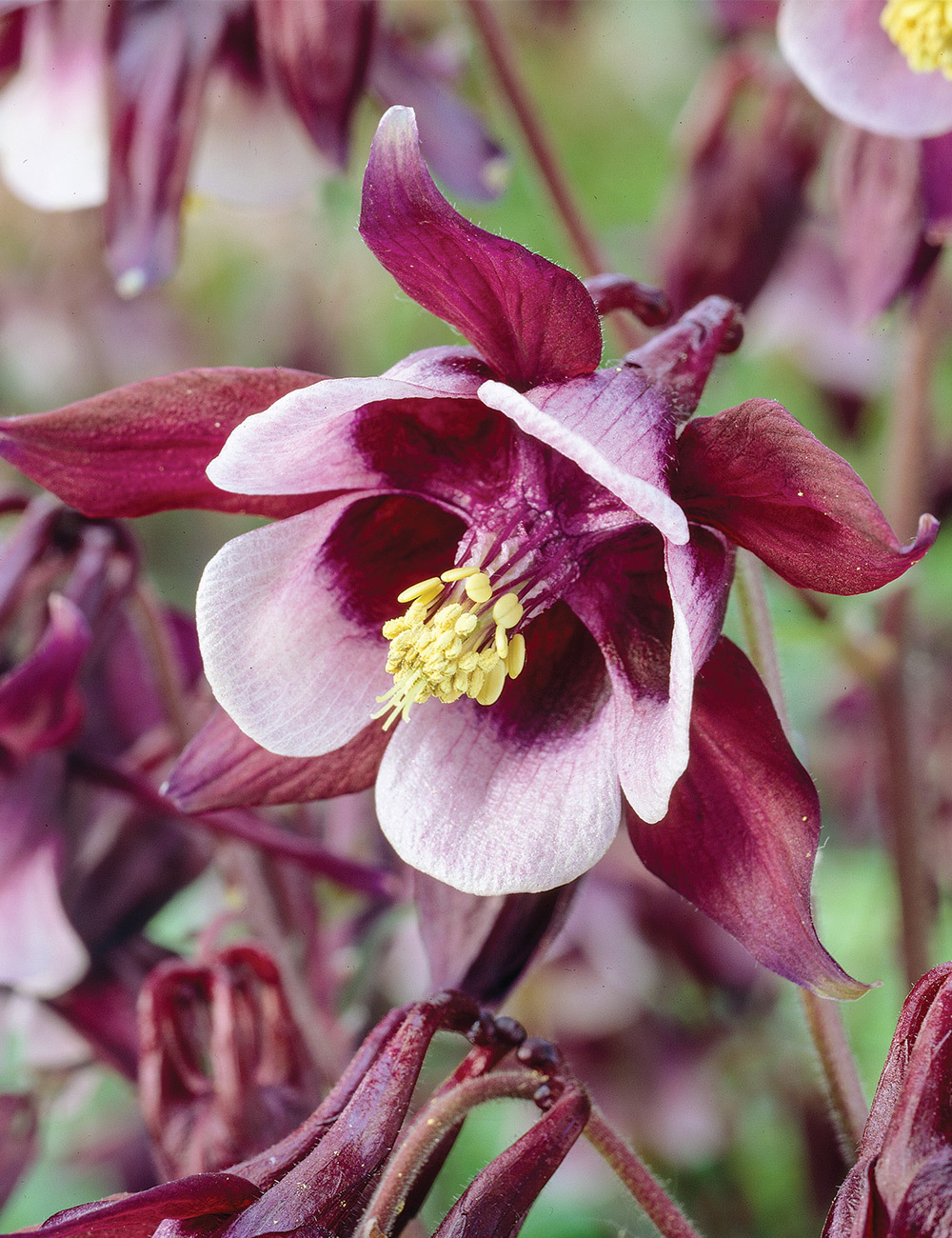 Aquilegia William Guinness