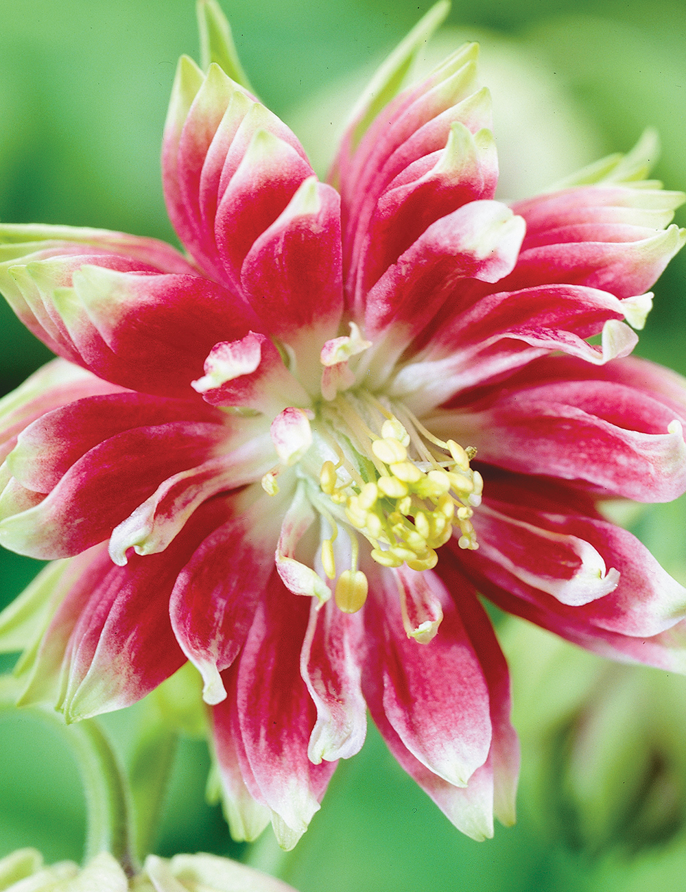 Aquilegia 'Nora Barlow'