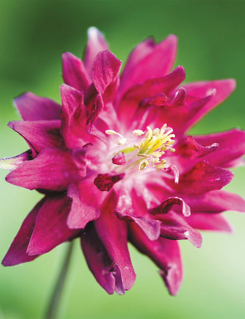 Aquilegia 'Ruby Port'