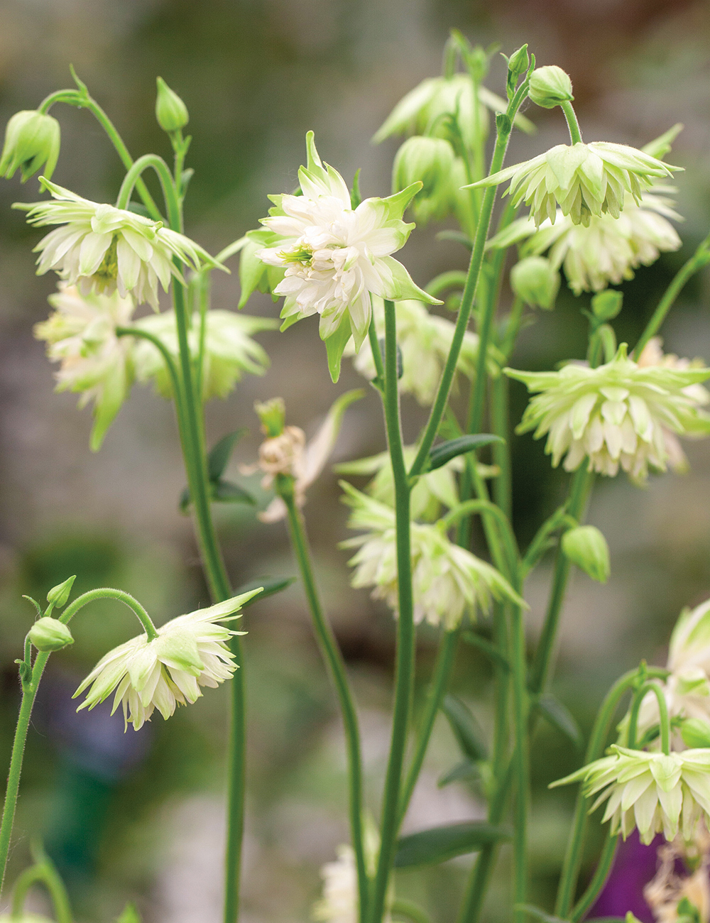 Aquilegia 'White Barlow'