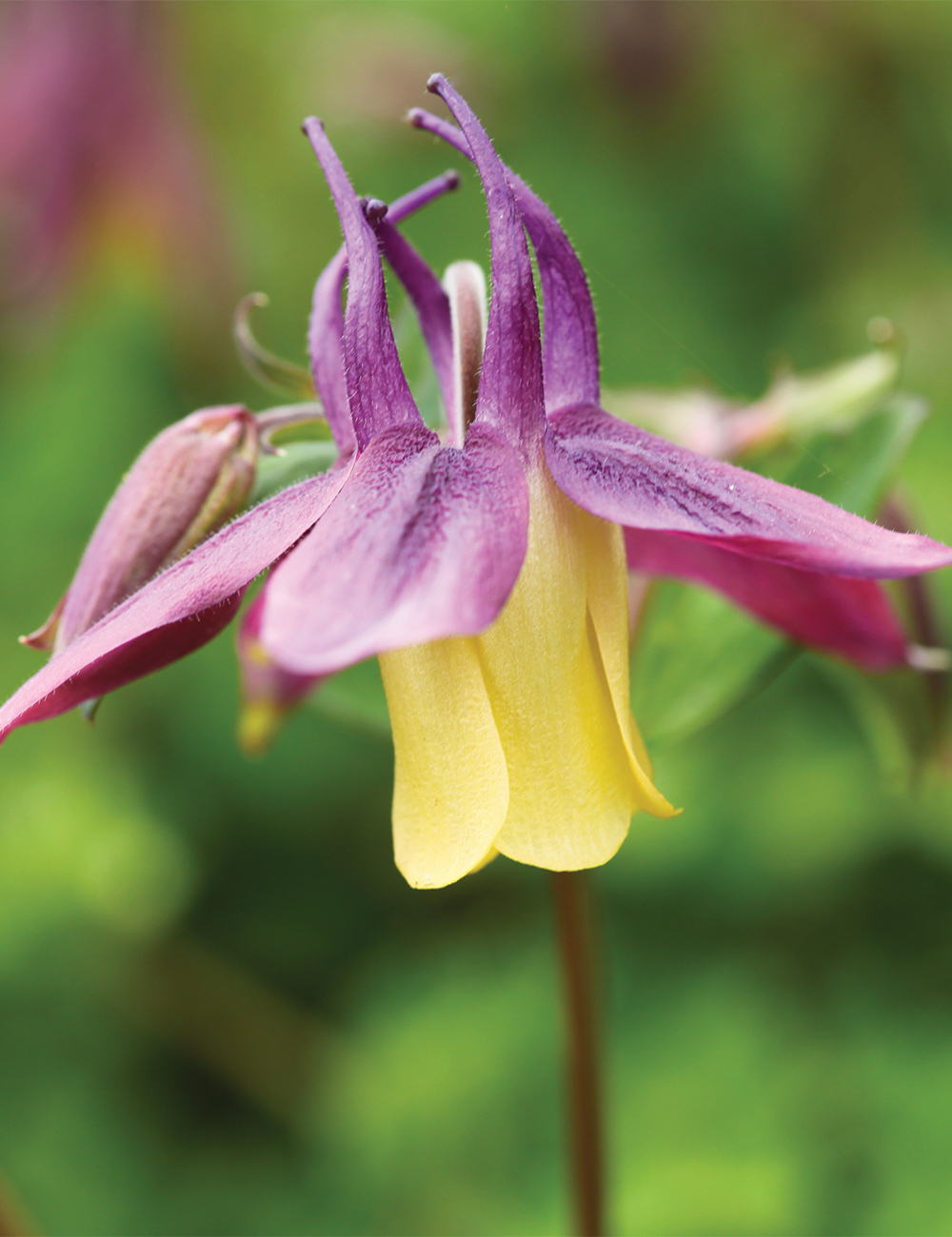 Aquilegia Oriental Columbine