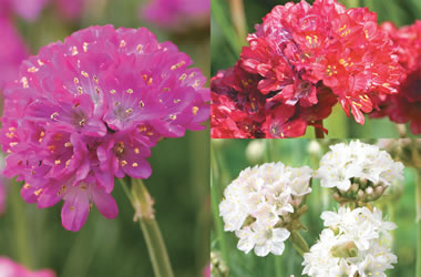 Armeria Collection