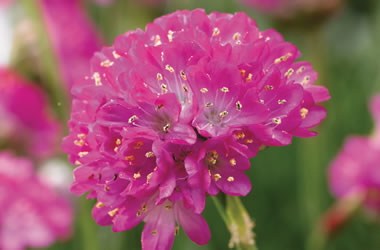 Armeria Joystick Lilac