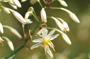 Renga Renga Lily