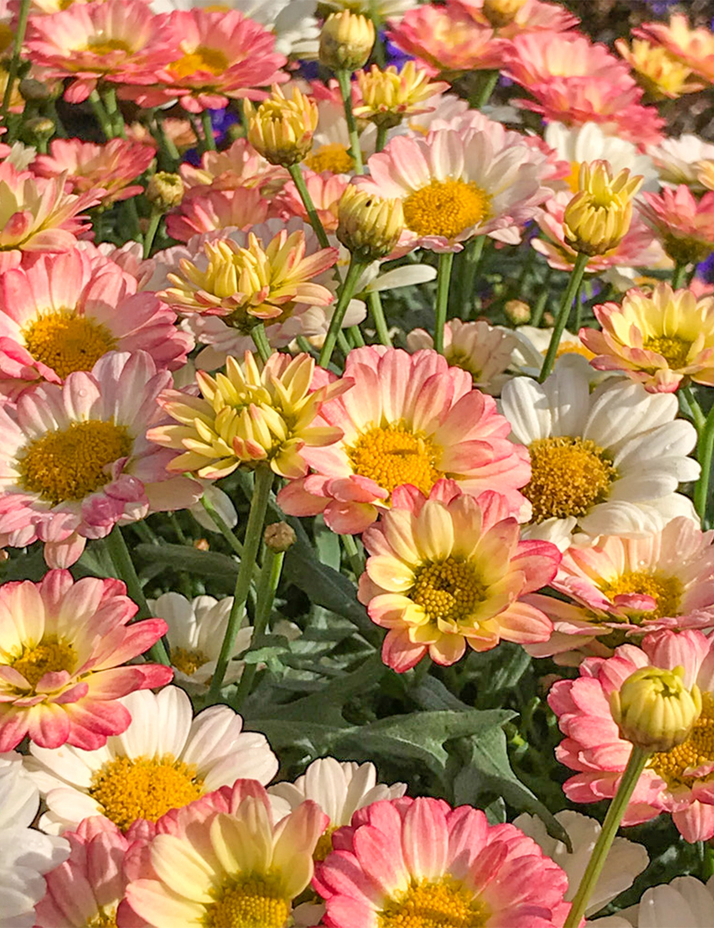 Marguerite Daisy 'Aramis Apricot'