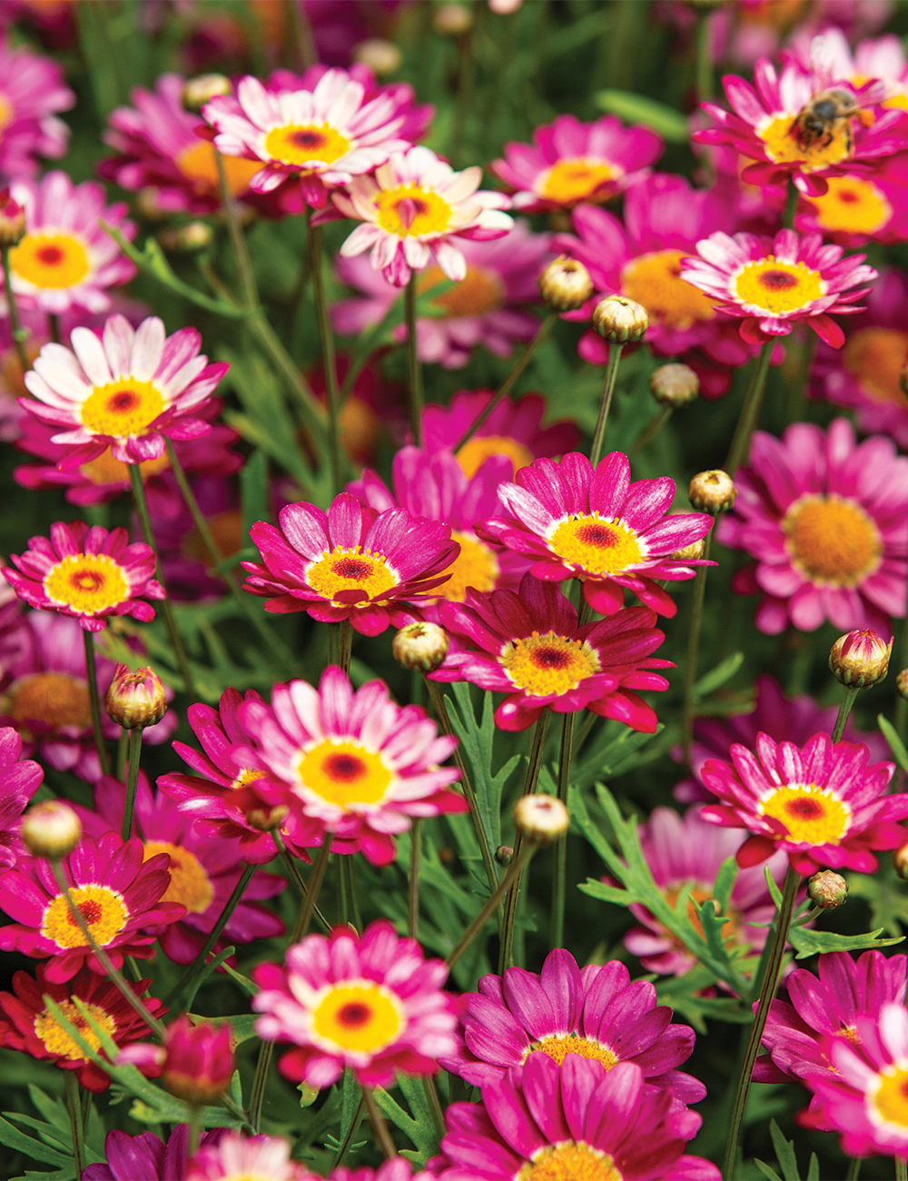 Marguerite Daisy 'Angelic Burgundy'