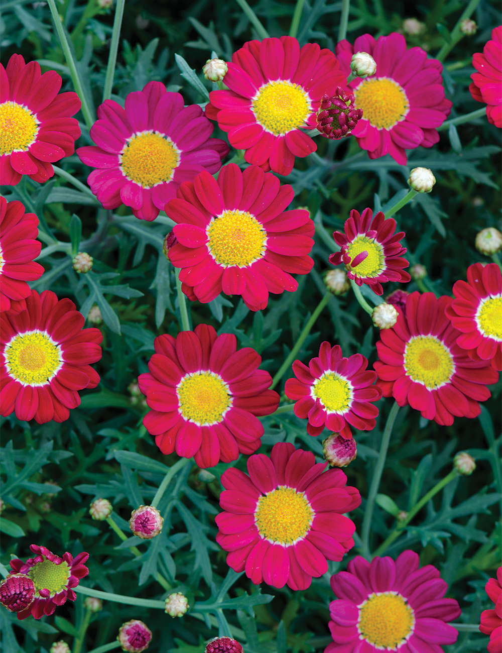 Marguerite Daisy Aramis 'Wine Red'