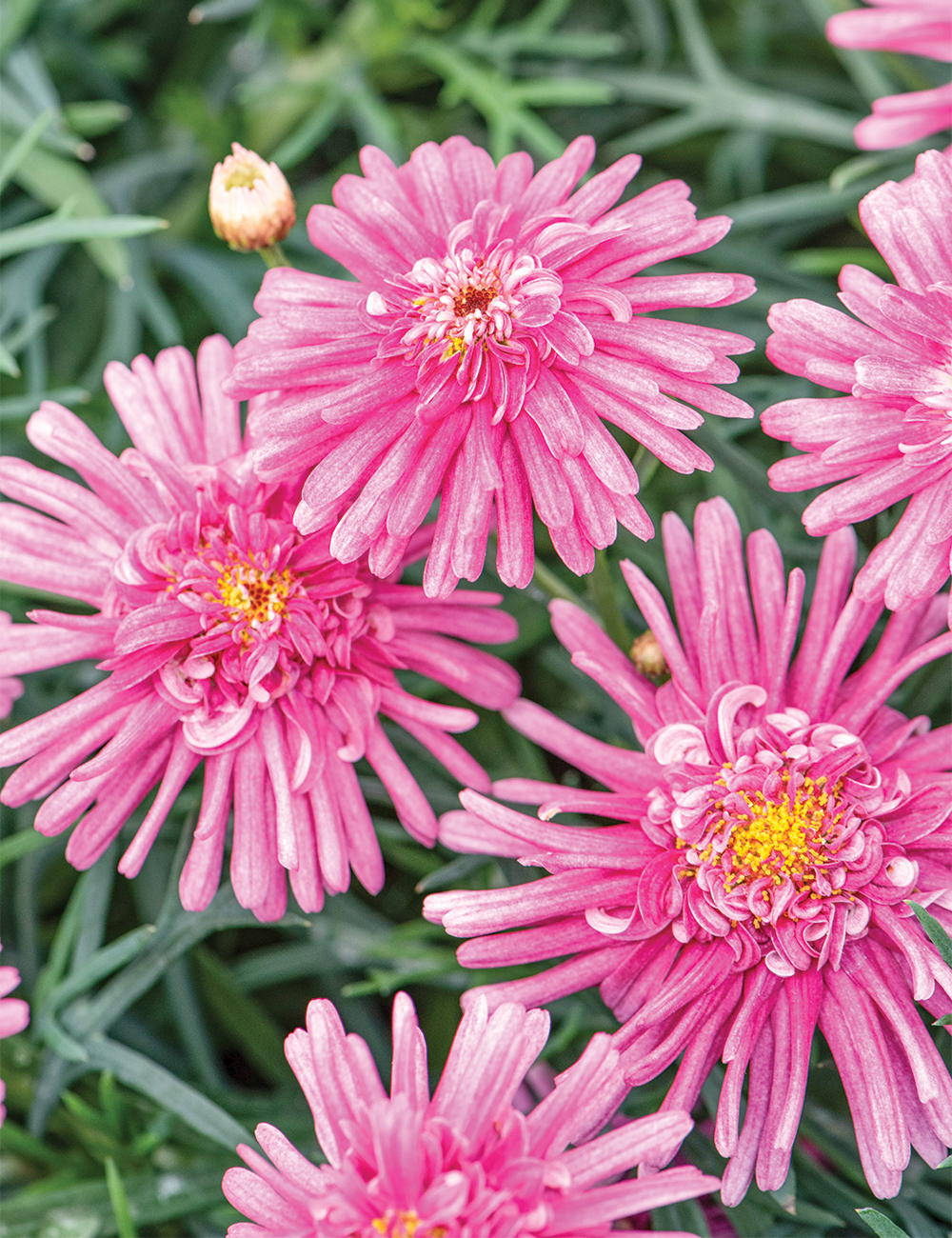 Marguerite Daisy Aramis 'Semi Double Dark Pink'