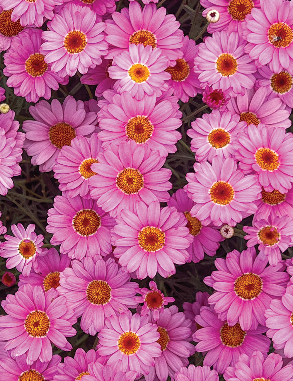 Marguerite Daisy Aramis Rose Tesselaar