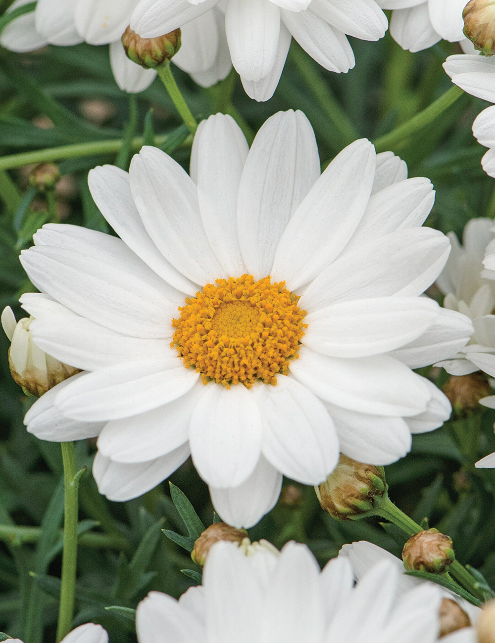 Marguerite Daisy Go Daisy 'Mega White' - Tesselaar