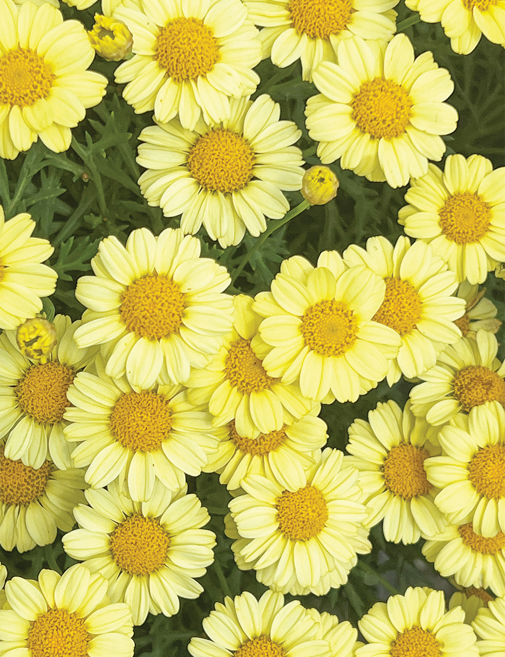 Marguerite Daisy Aramis 'Yellow'