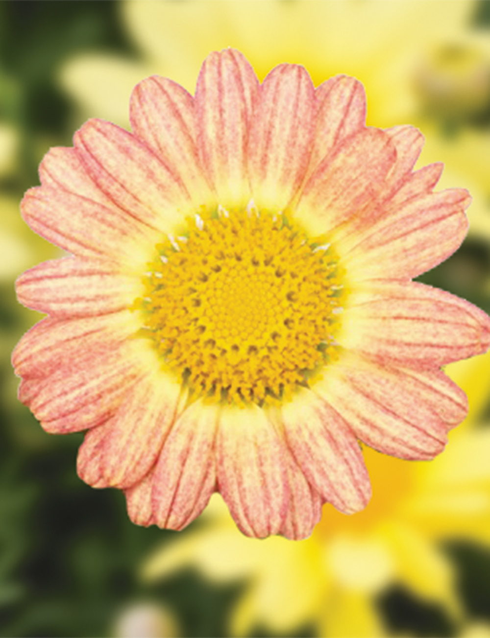 Marguerite Daisies 'Bellavita Peach'