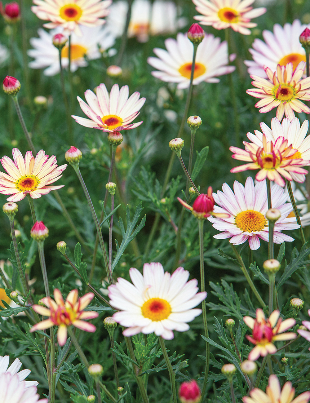 Marguerite Daisy LaRita 'Banana Split'