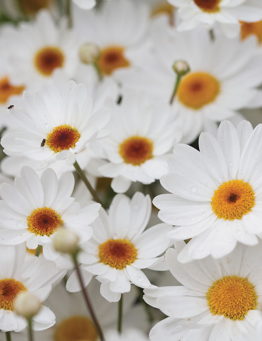 Marguerite Daisies Centenary Daisy