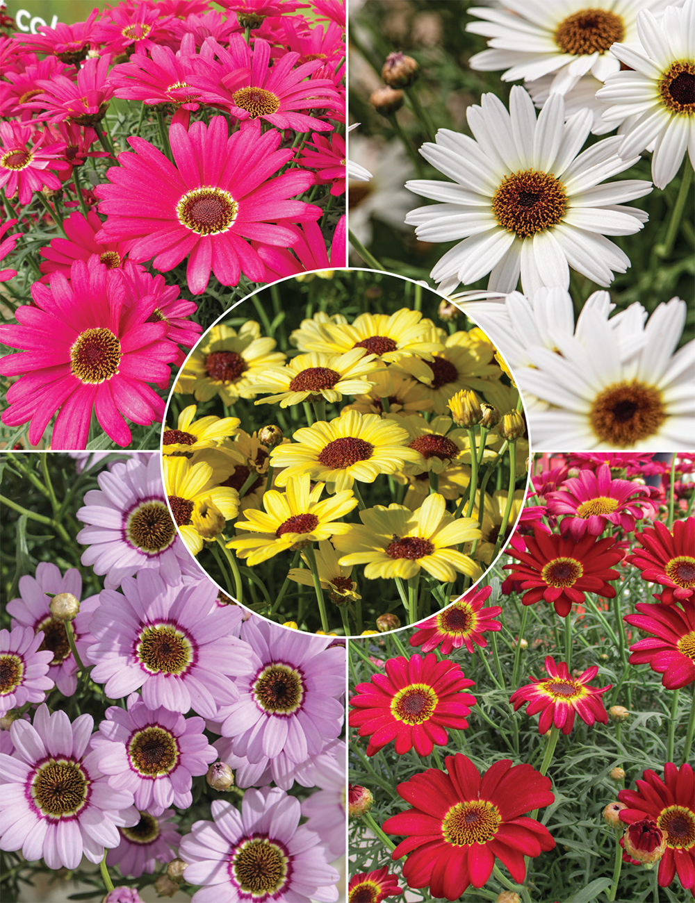 Marguerite Daisies (reduced) Collection