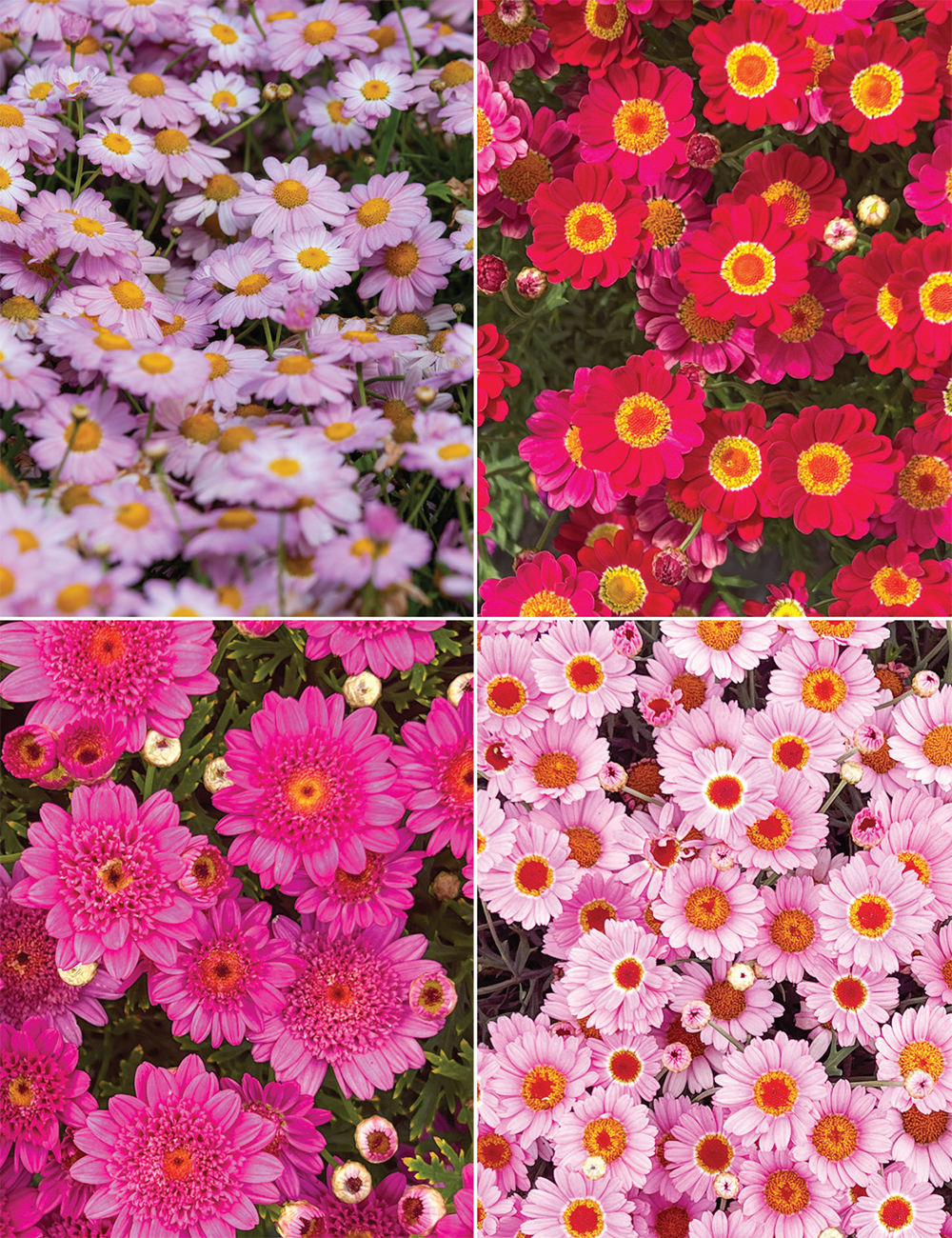 Marguerite Daisies Collection No 1
